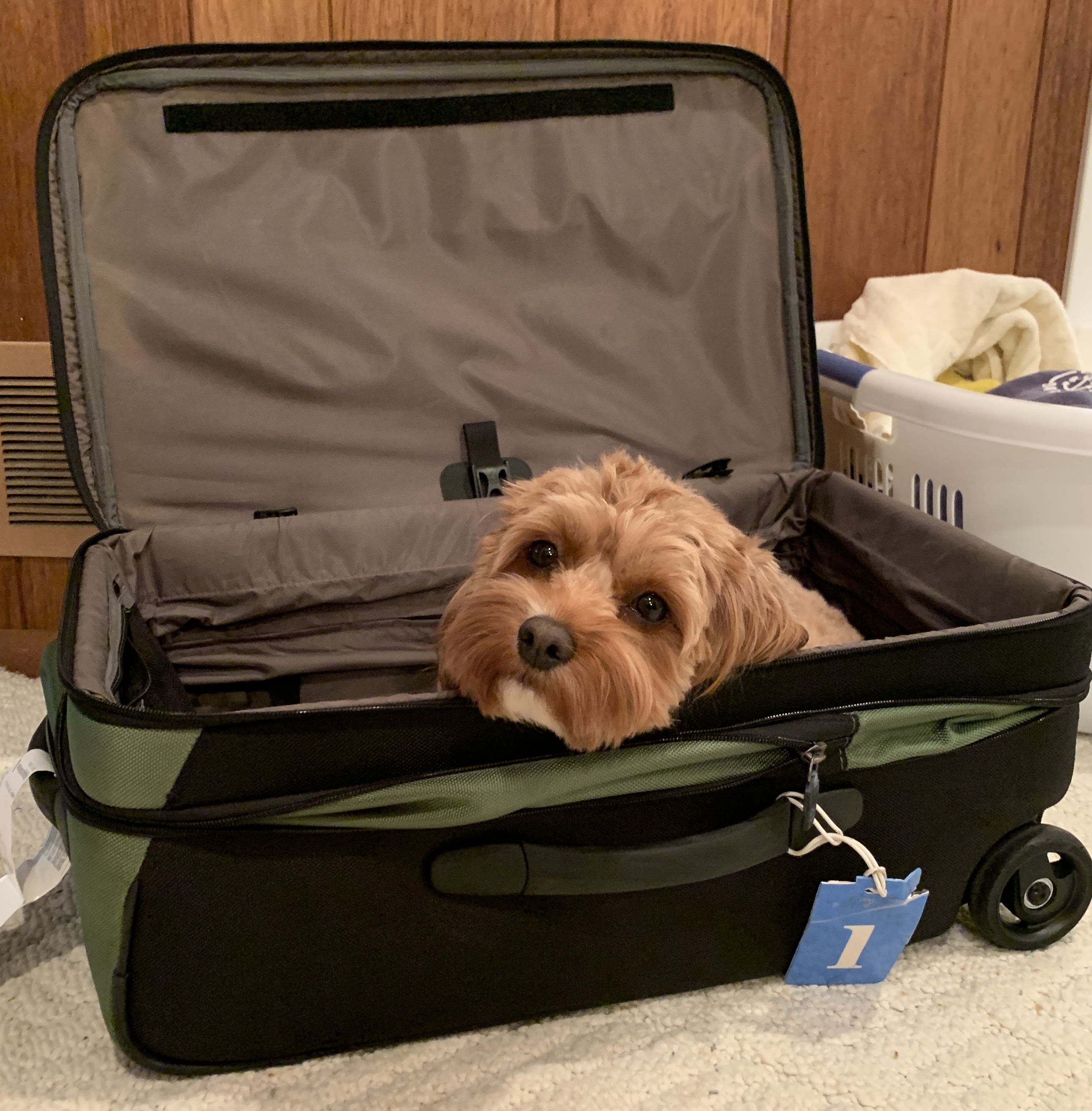Rosie in her suitcase.